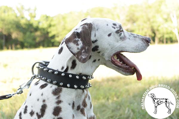 Time-proof leather dog collar for Dalmatian collar with nickel plated spikes