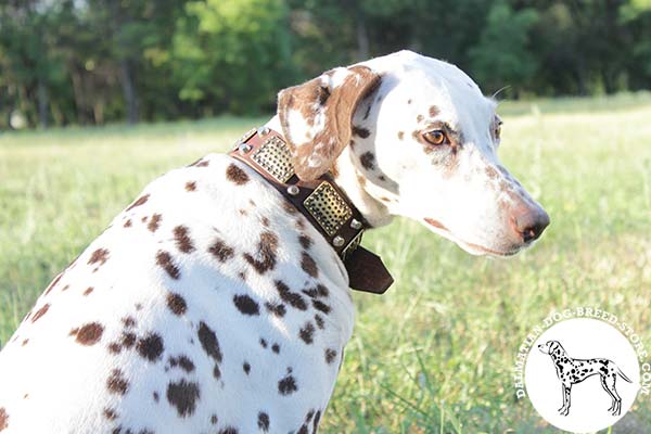 Chic leather dog collar for Dalmatian with plates and pyramids