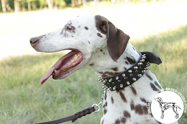 High class leather dog collar for Dalmatian collar with spikes and half-spheres