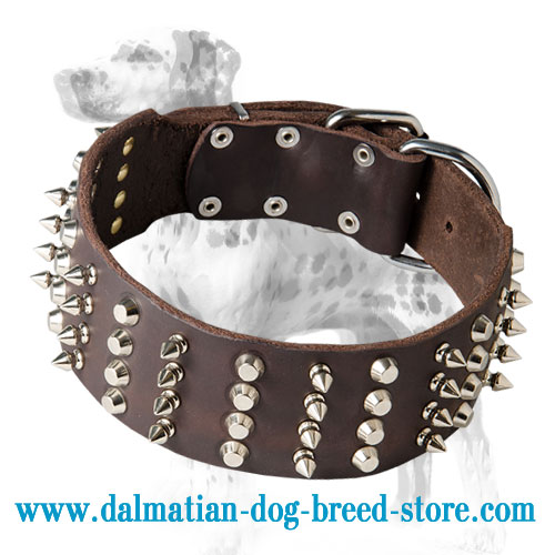 Dog leather collar for Dalmatians, 4 rows of studs & spikes