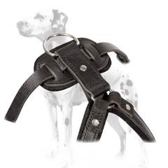 Dalmatian harness with inside padding