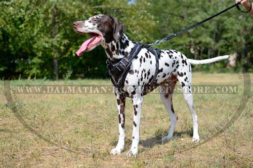 Comfy harness for Dalmatian