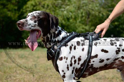 Dalmatian Harness with soft felt padding