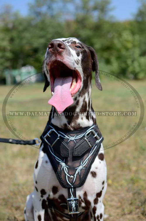 Dalmatian Harness with comfy felt padding