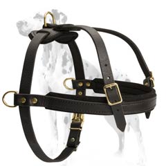 Dalmatian breed leather harness