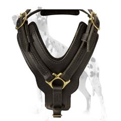 Dalmatian super durable leather dog harness