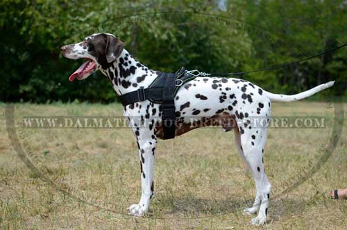 Comfortable Dalmatian nylon harness