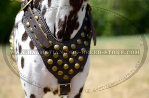 Exclusive Dalmatian harness