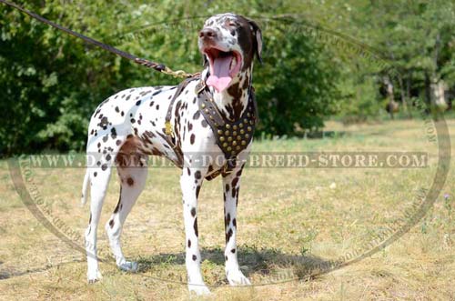 Quality leather dog harness for Dalmatian