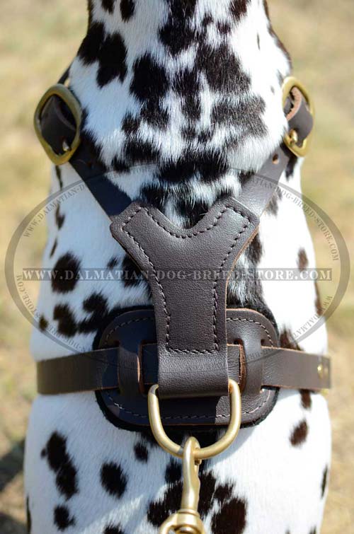 Exquisite Dalmatian harness