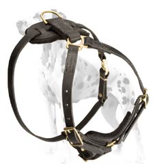 Dalmatian popular leather harness