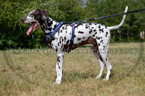 Dalmatian Harness with wide straps and chest plate