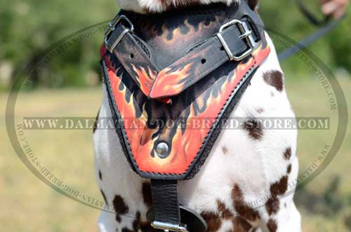 Dalmatian soft leather harness