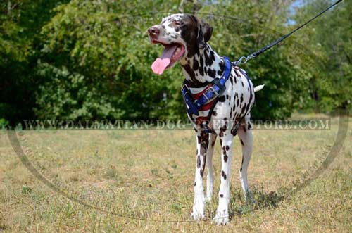 Comfy harness for Dalmatian