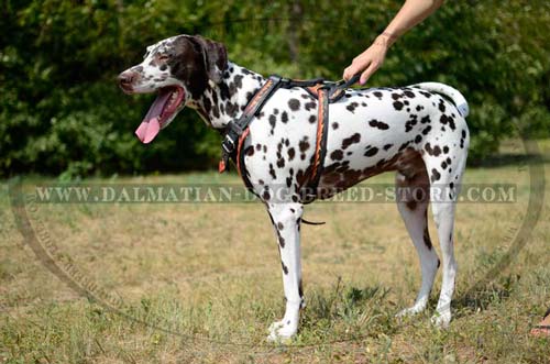 Comfy harness for Dalmatian