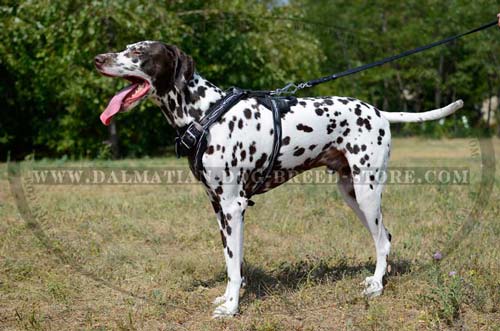 Dalmatian leather daily  harness