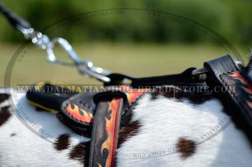 Dalmatian leather harness with D-ring for leash