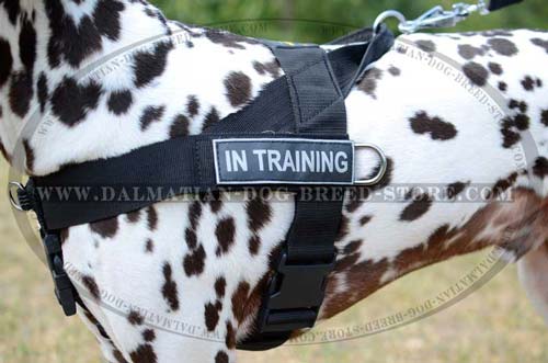 Comfy harness for Dalmatian with id patches