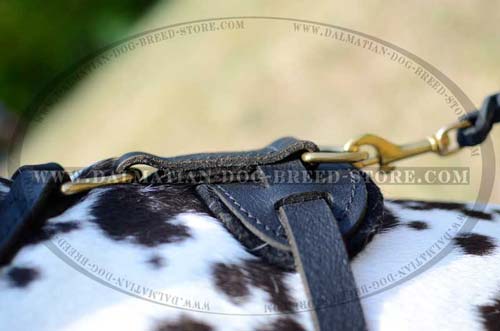 Dalmatian leather harness with brass D-ring