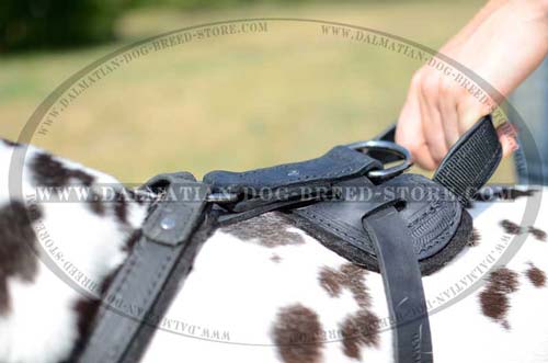 Dalmatian Harness with felt padding