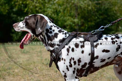 Comfy harness for Dalmatian