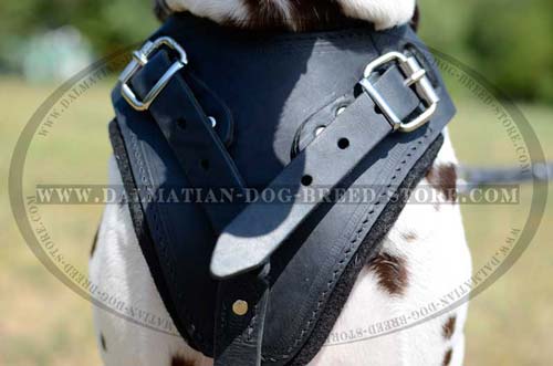 Dalmatian pure leather harness