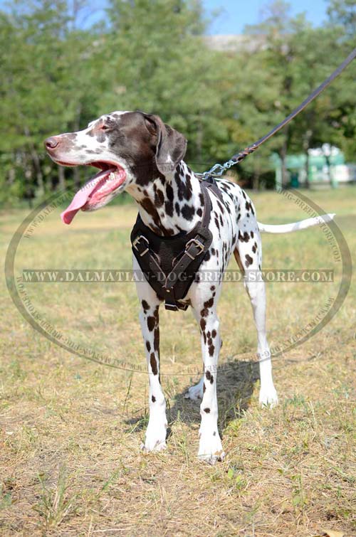 Durable Dalmatian Leather Harness