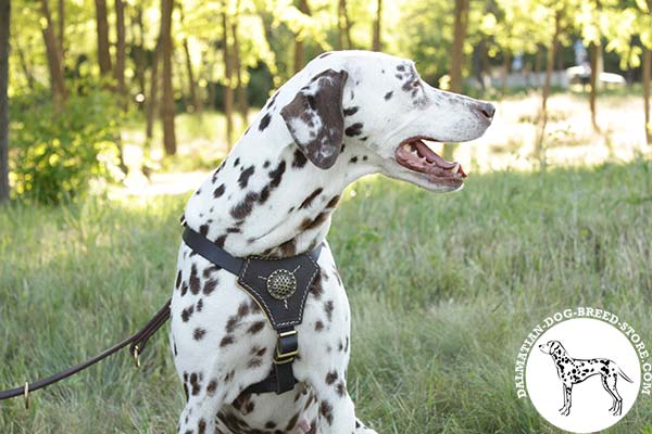 Dalmatian black leather harness adjustable  with brass plated hardware for basic training