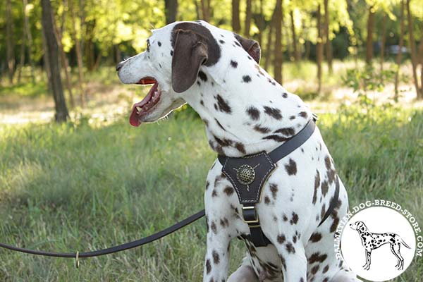 Dalmatian black leather harness padded with d-ring for leash attachment for professional use