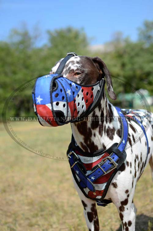 Dalmatian harness with american flag painting 