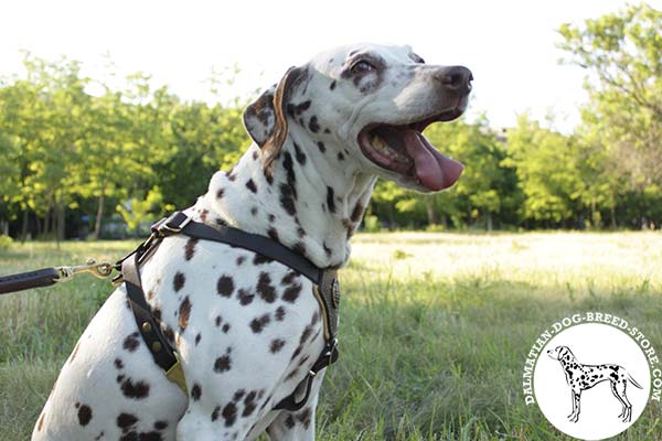 Dalmatian black leather harness with padded chest plate with riveted fittings   for tracking