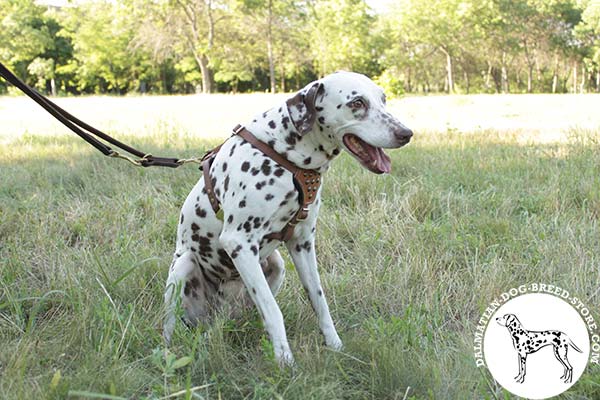 Dalmatian tan leather harness with rust-free hardware for improved control