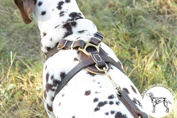 Dalmatian black leather harness snugly fitted with quick release buckle for pulling activity