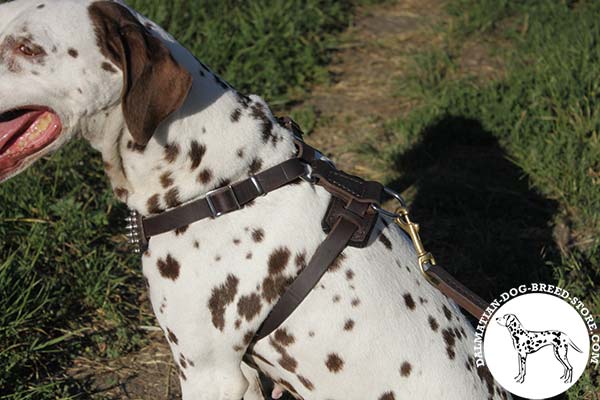 Dalmatian brown leather harness with strong spikes for daily activity