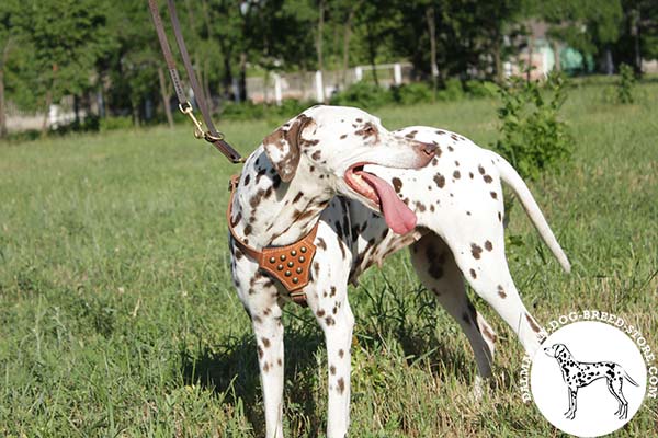 Dalmatian tan leather harness with non-corrosive fittings for walking