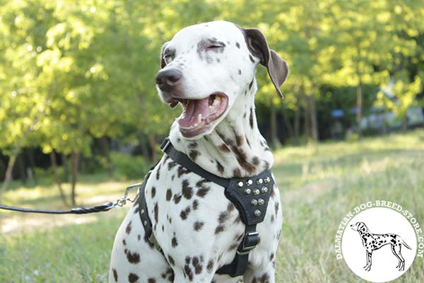 Dalmatian black leather harness with rust-proof fittings for basic training