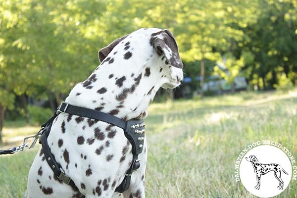 Dalmatian black leather harness with rust-resistant hardware for basic training