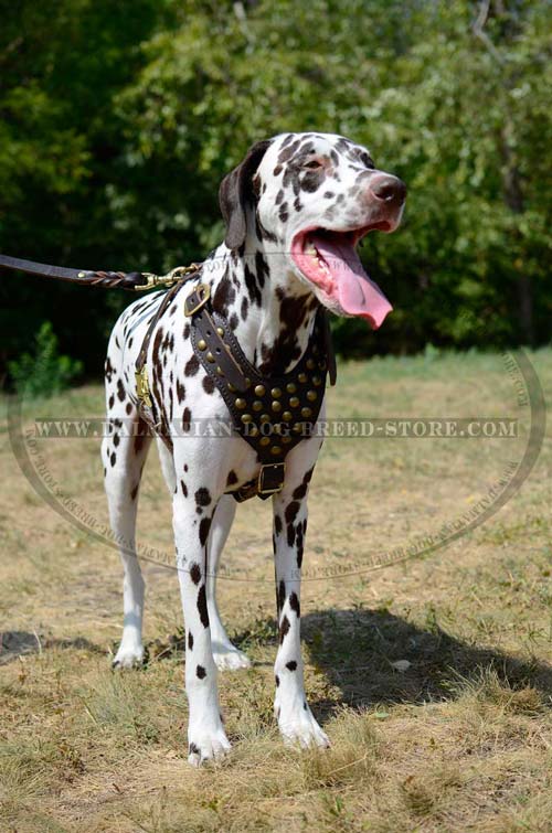 Fashion Dalmatian studded harness