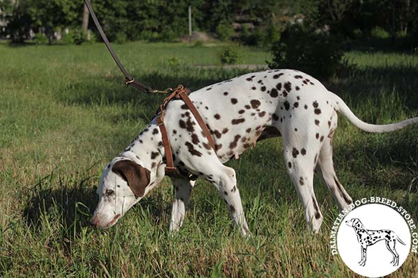 Dalmatian tan leather harness with rust-resistant brass plated hardware for stylish walks