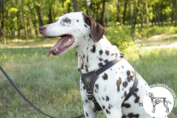 Dalmatian black leather harness padded with Nappa leather with brass plated fittings for quality control