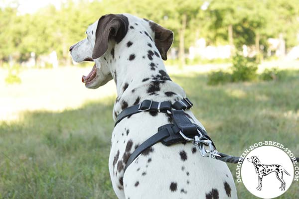 Dalmatian black leather harness with rust-free with nickel plated fittings for better comfort