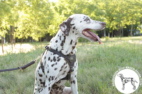 Dalmatian black leather harness padded with Nappa leather with d-ring for leash attachment for better comfort