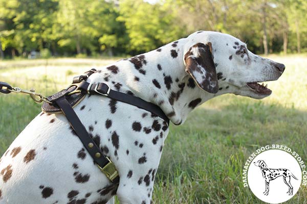 Dalmatian black leather harness for snug fit with riveted hardware for advanced training