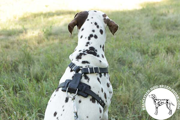 Dalmatian black leather harness with non-corrosive nickel plated hardware for professional use