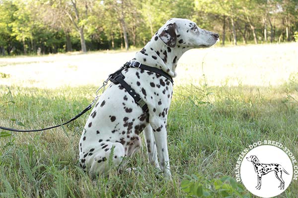 Dalmatian black leather harness with corrosion resistant nickel plated fittings for any activity