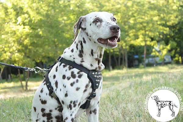 Dalmatian black leather harness with rust-proof hardware for agitation training