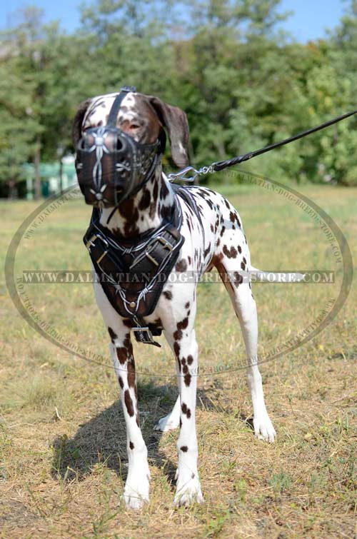 Dalmatian leather harness with painting