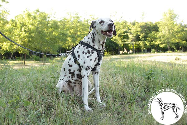 Dalmatian black leather harness with rustless with nickel plated hardware for perfect control