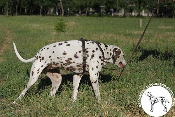 Dalmatian brown leather harness of high quality decorated with spikes for walking