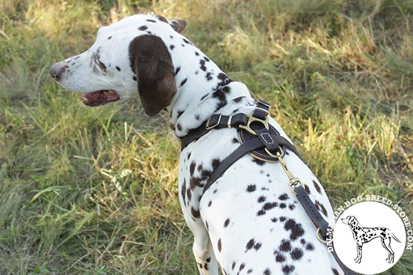 Dalmatian black leather harness Nappa padded with d-ring for leash attachment for utmost comfort